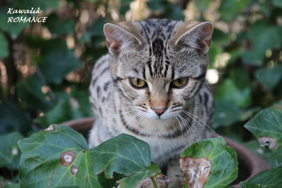 bengal brown spotted